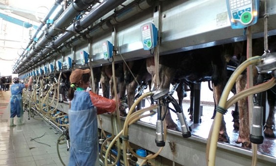 Công ty Xuất khẩu Lao động uy tín IVY HR đang tuyển 1 nữ đơn hàng vắt sữa bò đi Nhật