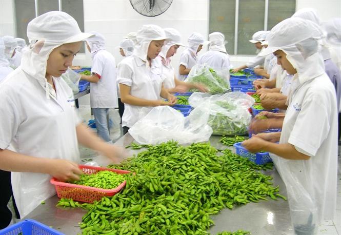 Công ty Xuất khẩu Lao động uy tín IVY HR đang tuyển 2 nữ chế biến rau củ đi Nhật