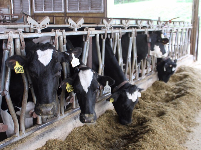 Công ty Xuất khẩu Lao động uy tín IVY HR đang tuyển 1 nữ vắt sữa bò đi Nhật