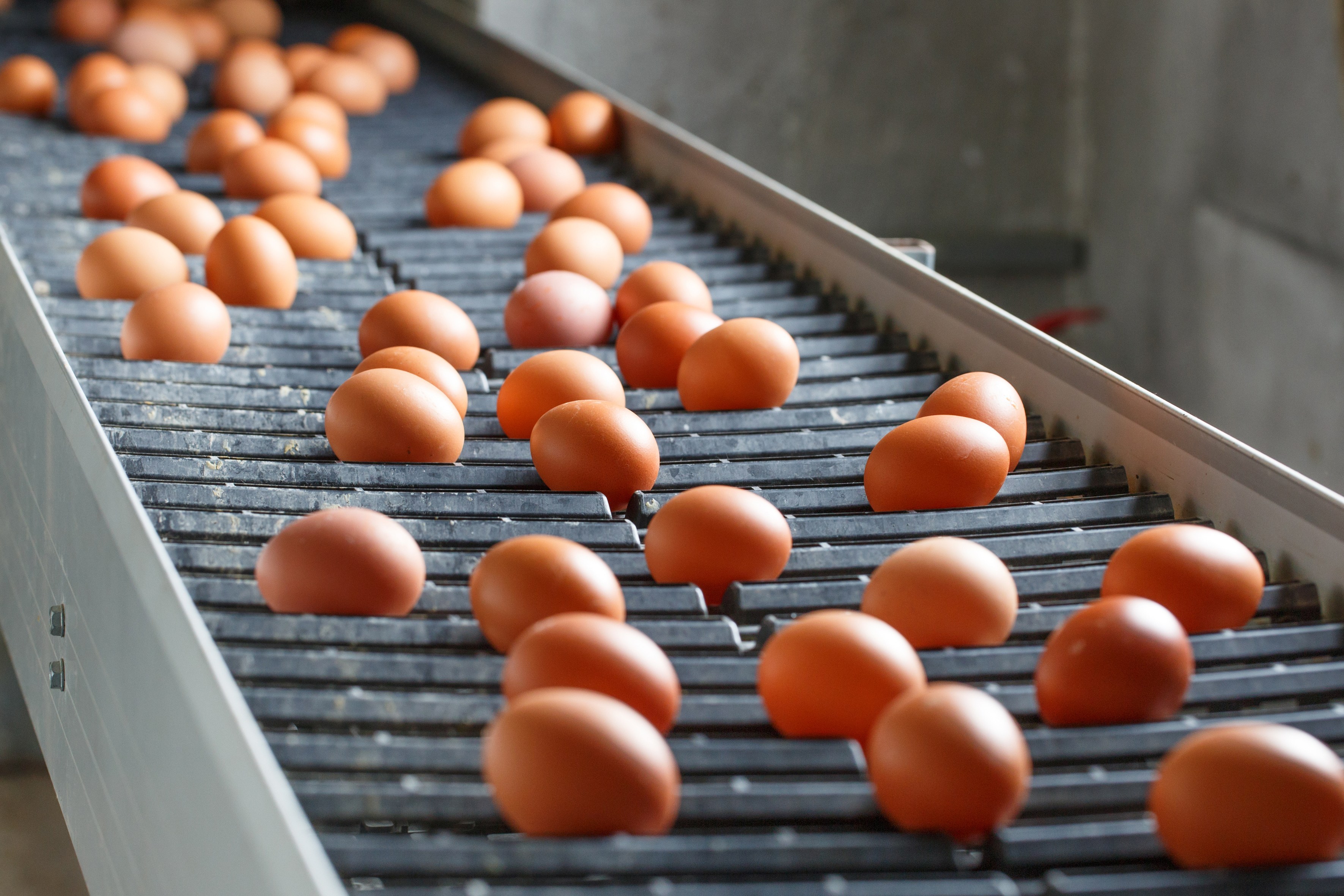 Công ty Xuất khẩu Lao động uy tín IVY HR đang tuyển 6 nam, nữ nhặt trứng và đóng gói trứng gà đi Nhật